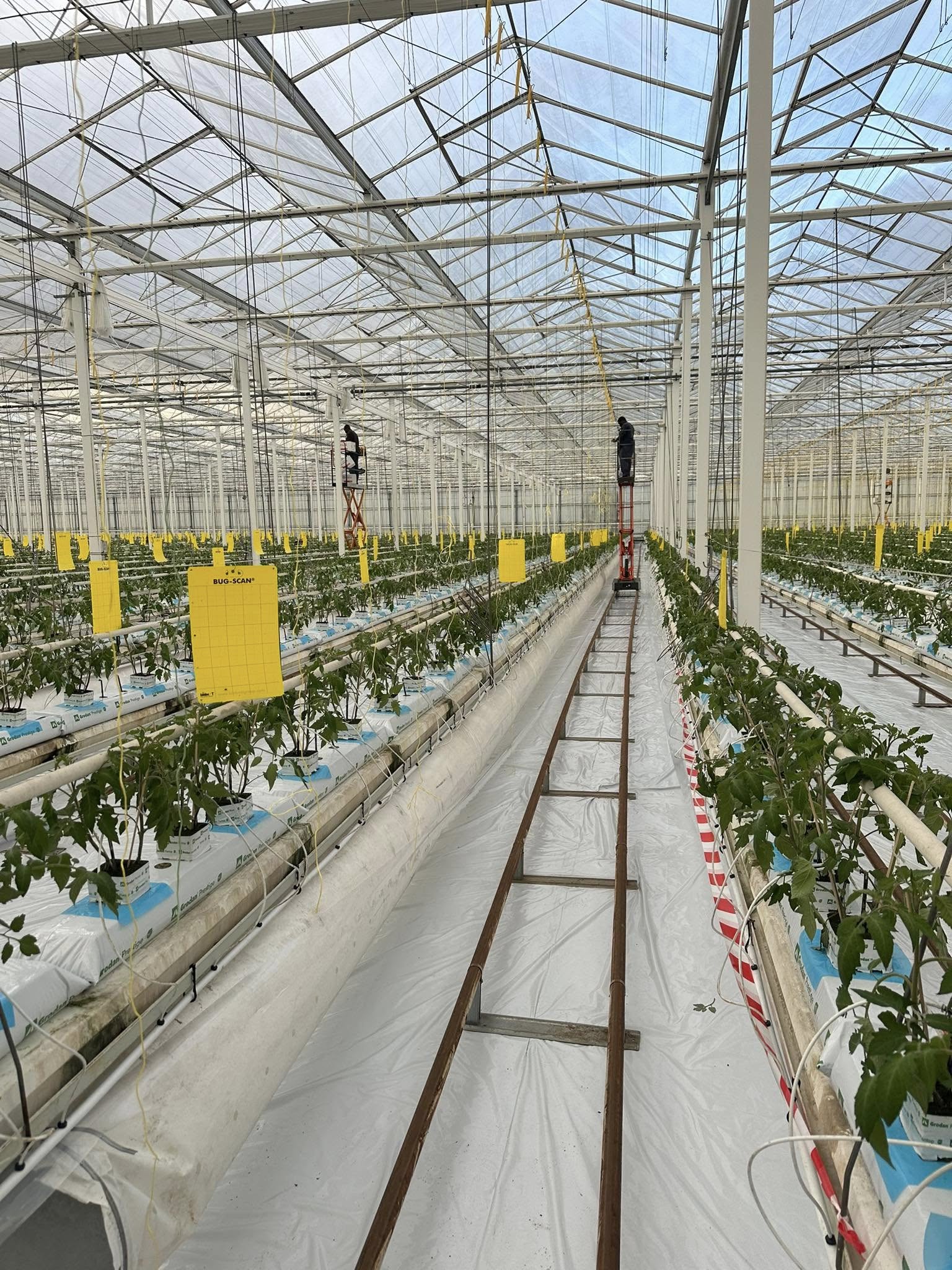 Mise en place des jeunes plants dans la serre