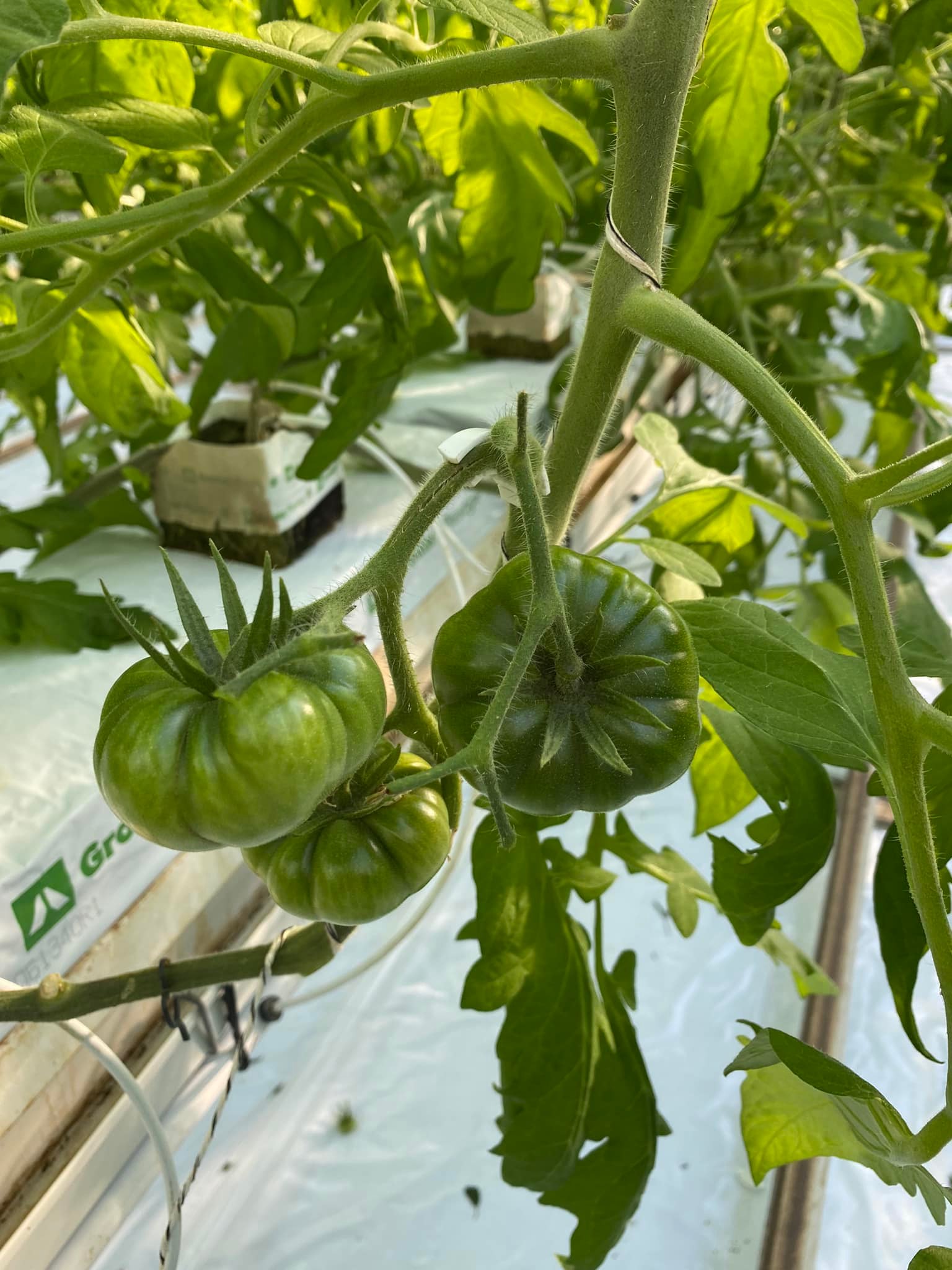 Tomates en train de mûrir sur le plant