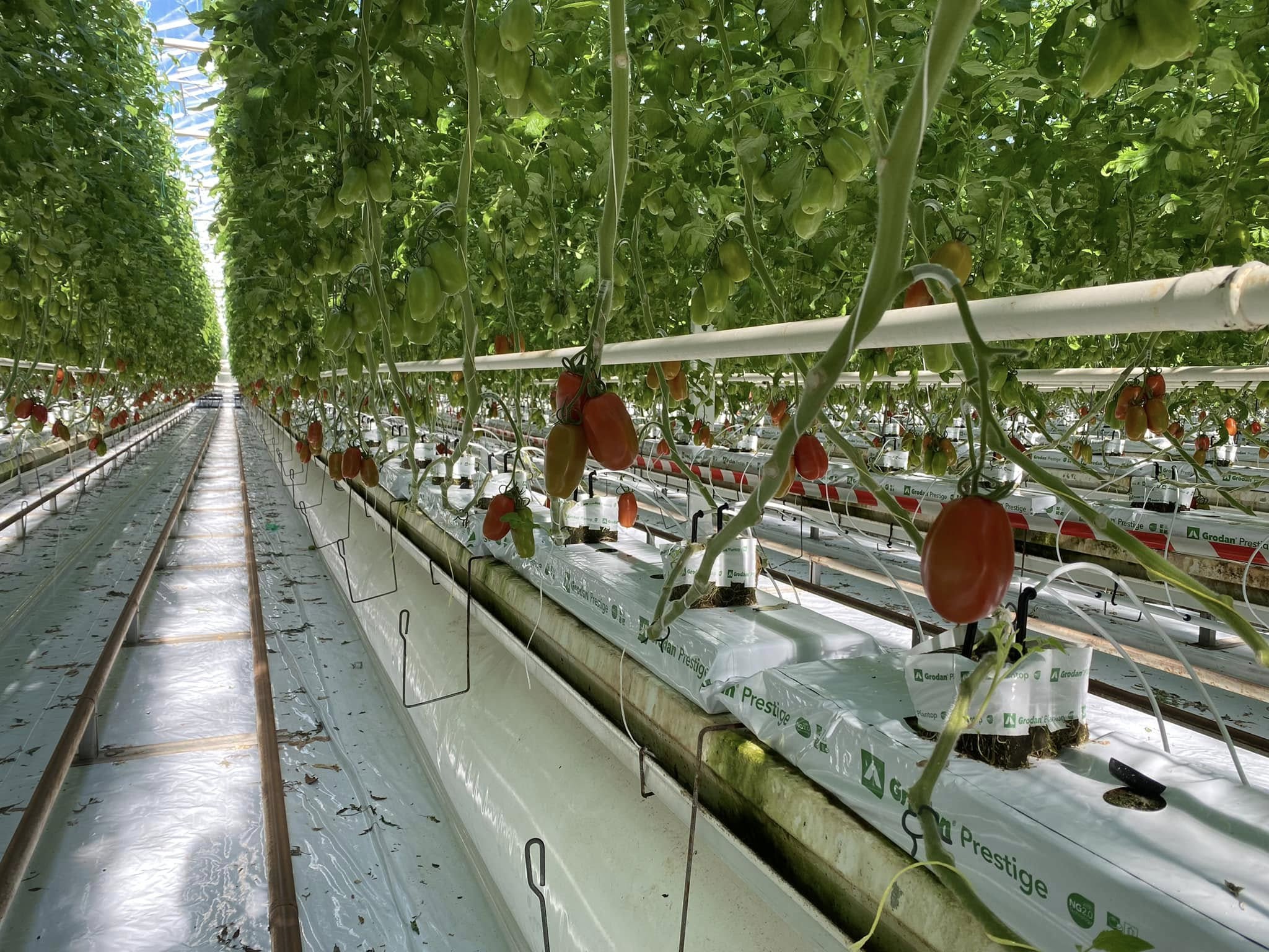 Tomates allongées Torino mûrissant sur la vigne